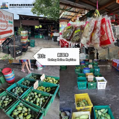 Sekinchan Mango King -sekinchan